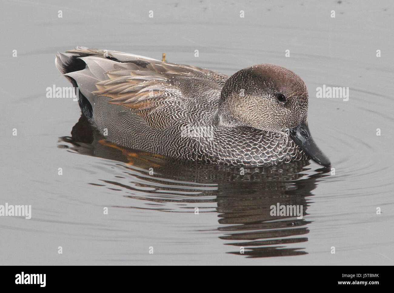 024 - CANAPIGLIA (11-13-13) estero llano grande, weslaco, tx -04 (10862076784) Foto Stock
