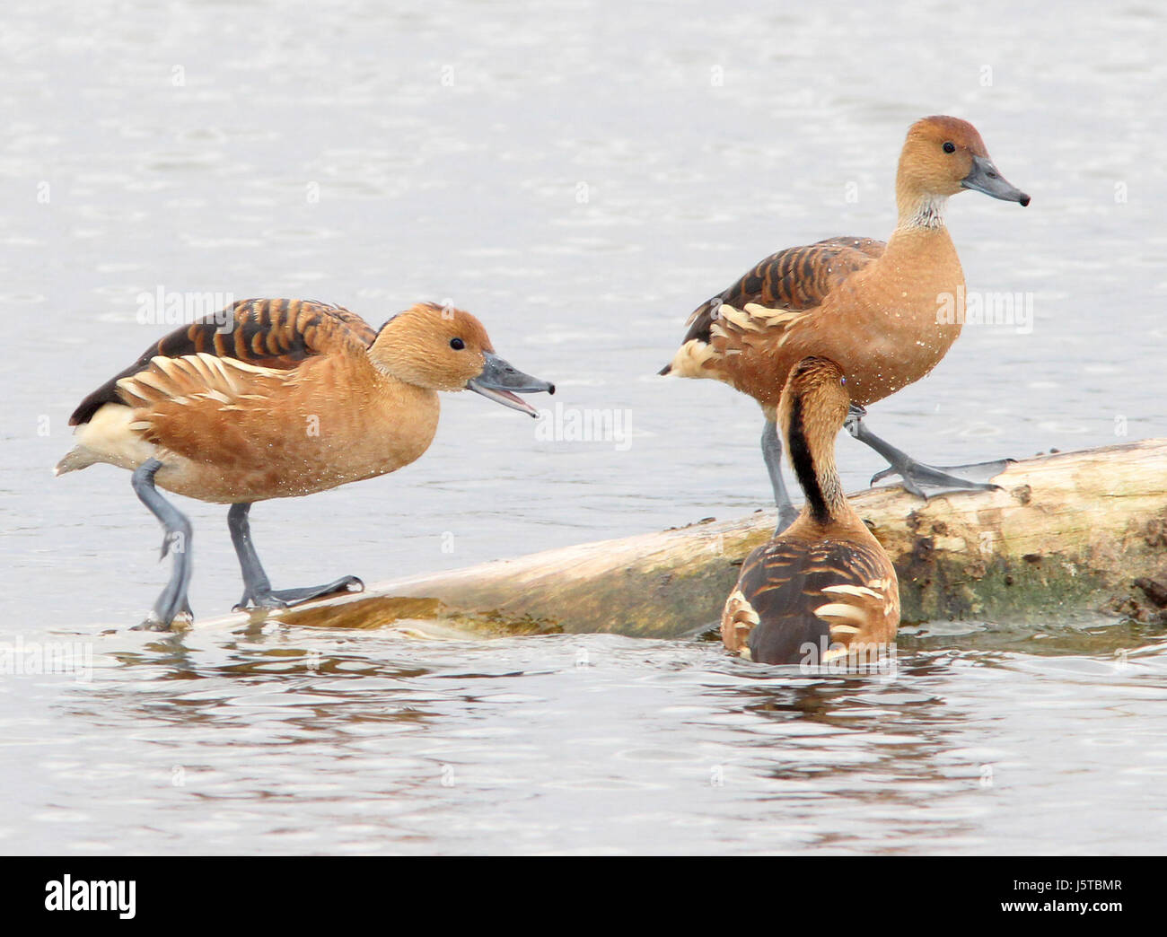 004 - FULVOUS SIBILO-Anatra (11-13-13) estero llano grande state park, weslaco, tx -09 (10862062704) Foto Stock