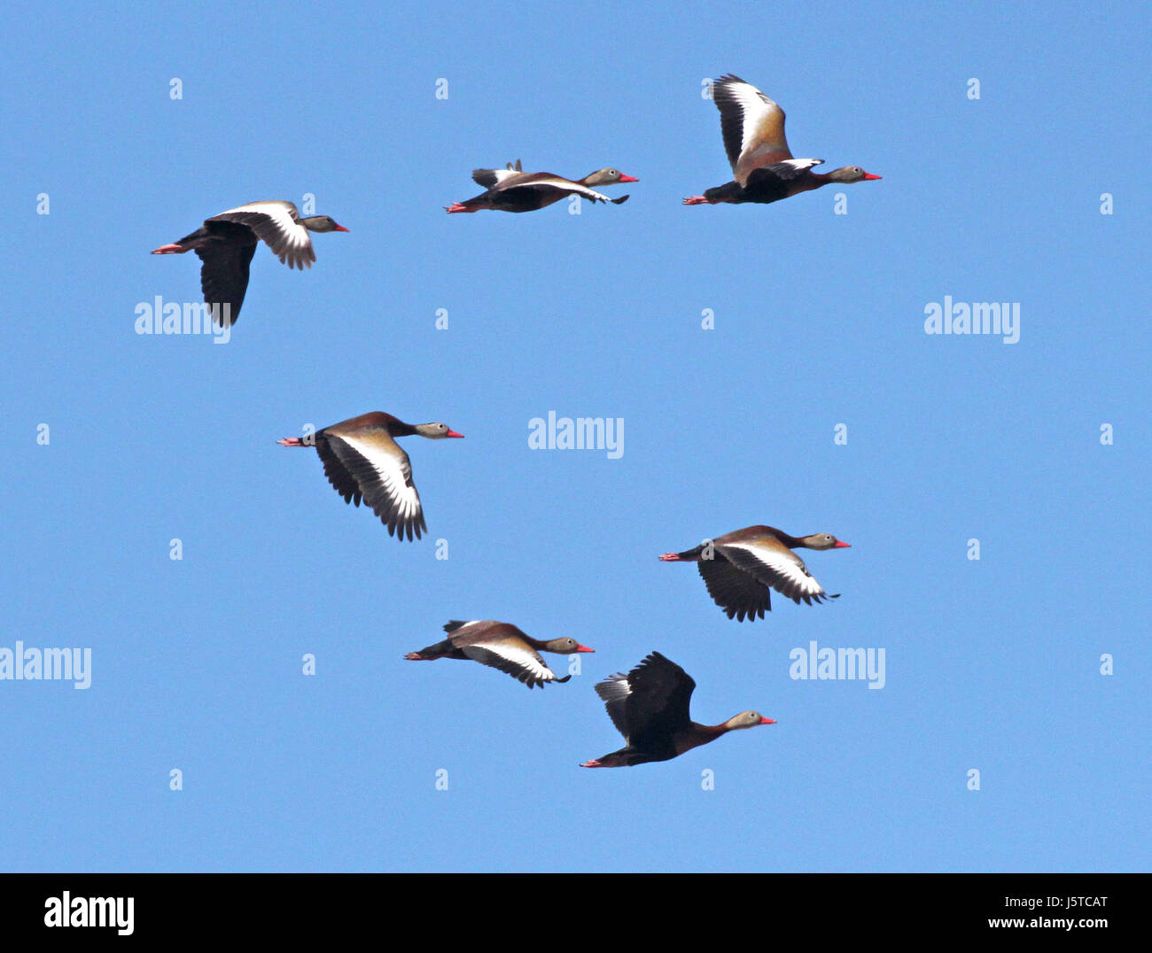 Fotografia di Whistling-Ducks con panciotto nero osservata il 10 maggio 2015 nella Las Cienegas National Conservation area, Pima County, Arizona. L'immagine cattura le anatre nel loro habitat naturale, evidenziando la loro colorazione e il loro comportamento distintivi. Foto Stock