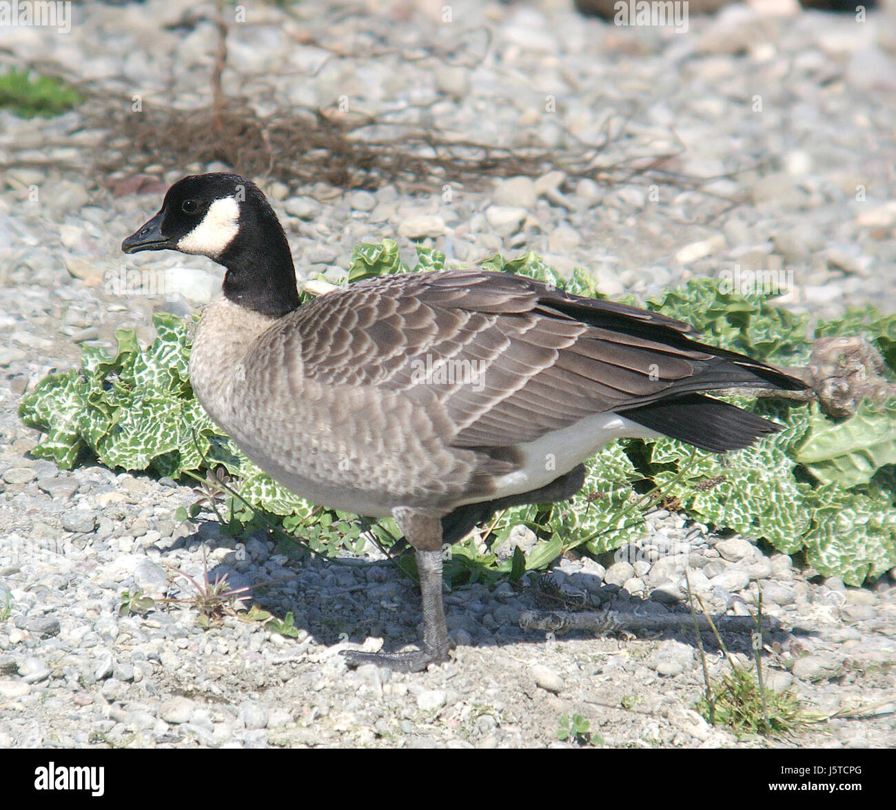016 - CACKLING GOOSE (10-31-06) sloco, ca (8708309130) Foto Stock