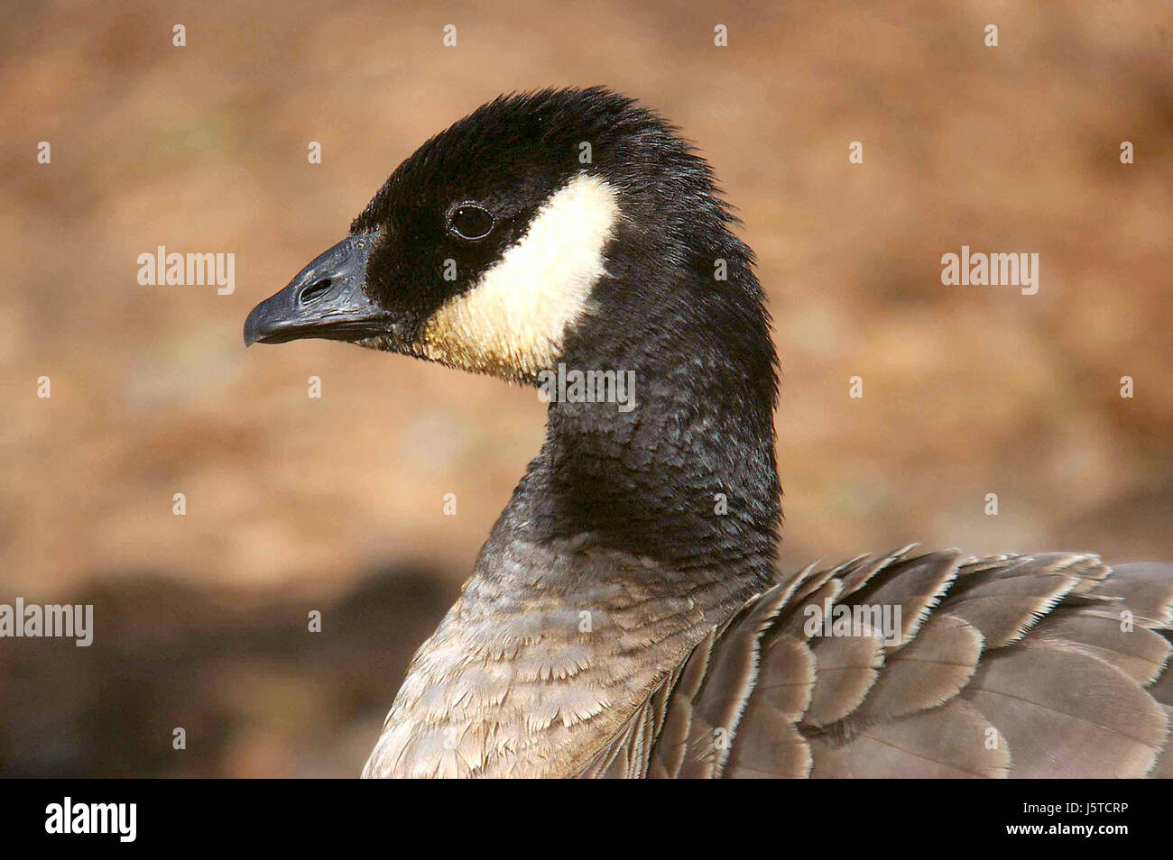 016 - CACKLING GOOSE (11-14-06) minimi, sloco, ca (2) (8707186821) Foto Stock