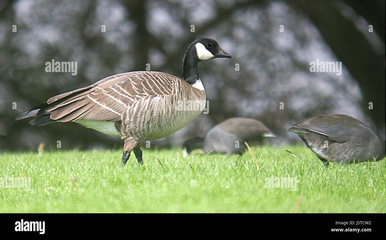 016 - CACKLING GOOSE (11-14-06) taverneri-leucopareia, sloco, ca (1) (8708309764) Foto Stock