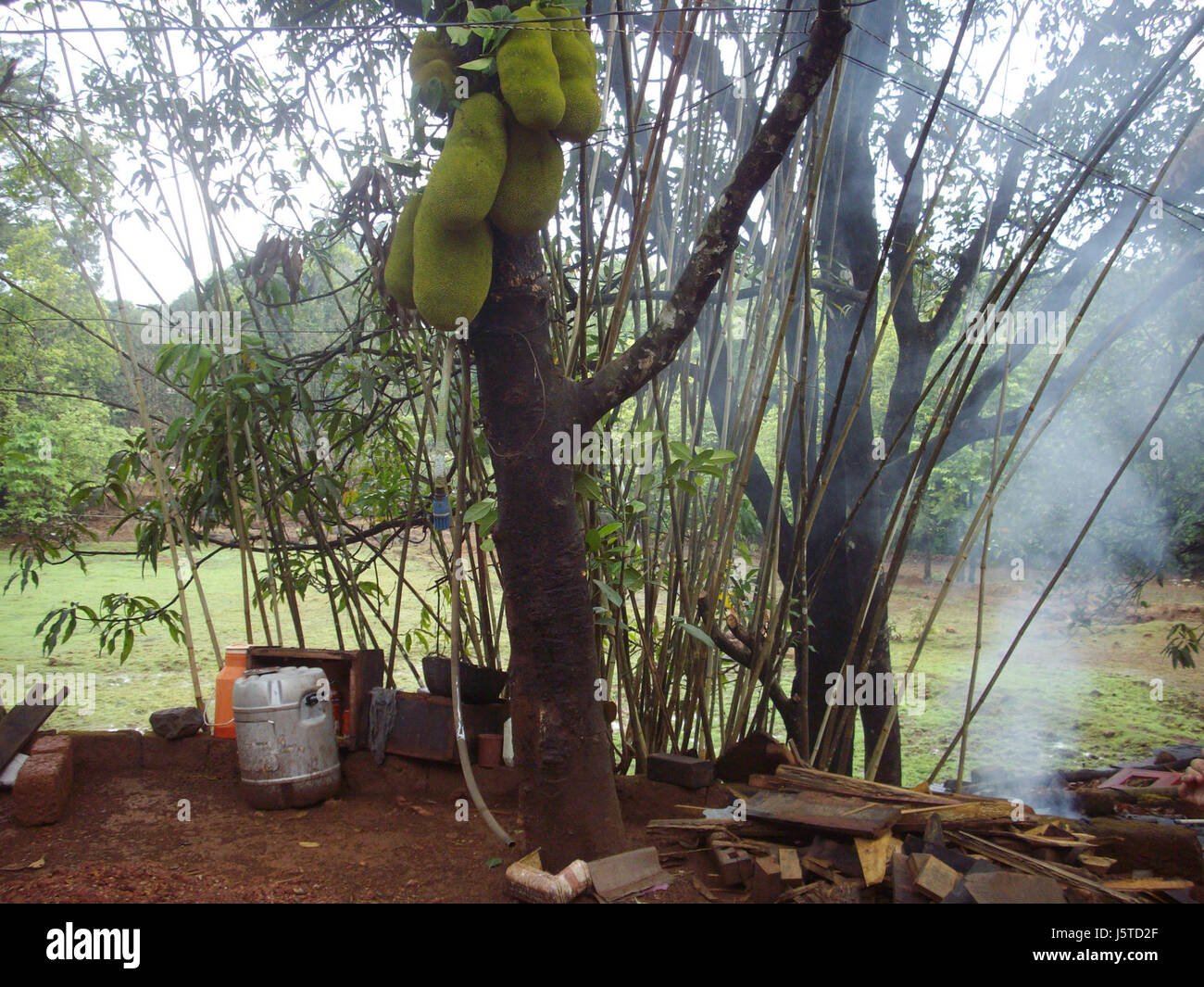 L'albero di Jackfruit è originario delle regioni tropicali e si trova nelle foreste di Shiroli, Ratnagiri District, Maharashtra, India. Questo grande albero fruttifero è importante sia dal punto di vista culturale che economico. Foto Stock
