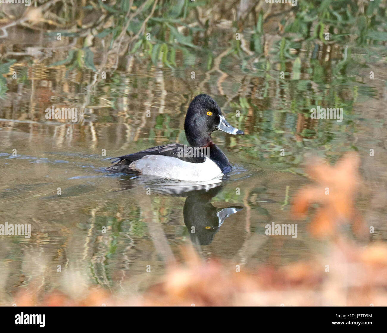 L'anatra dal collo ad anello, osservata il 10 gennaio 2016 nella Sonoita Creek State Natural area, Arizona, è una specie di uccelli acquatici migratori conosciuta per il suo anello distintivo intorno al collo. Si trova comunemente nelle zone umide del Nord America. Foto Stock