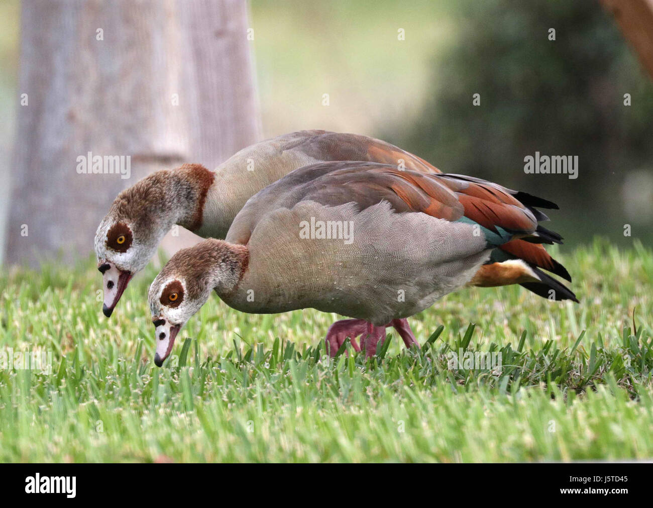 021.5 - Oca egiziana (1-31-2016) miami-dade co, fl -11 (24309126544) Foto Stock