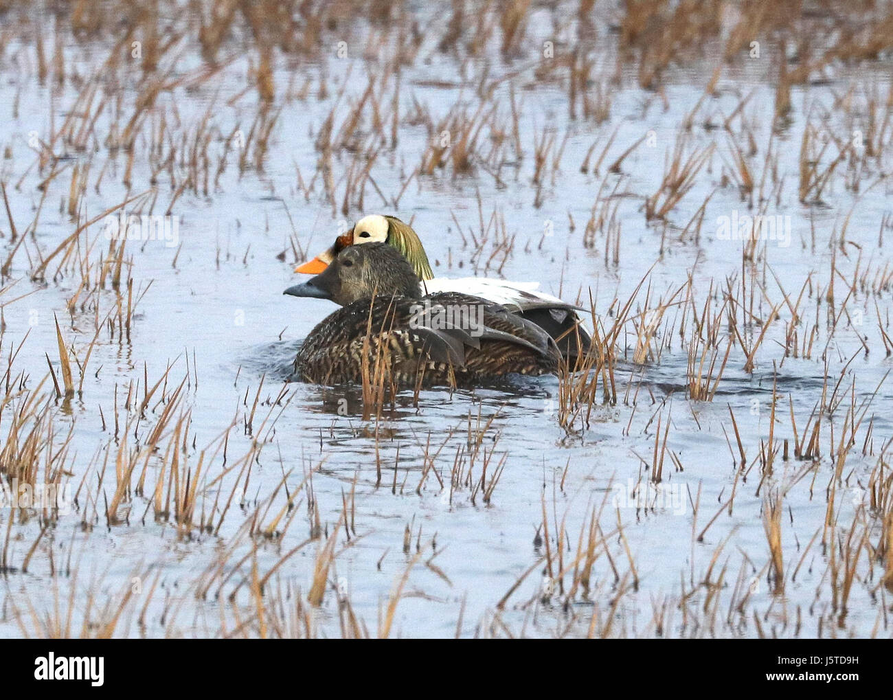 048 - SPECTACLED EIDER (6-17-2016) Barrow in Alaska, -07 (27555686464) Foto Stock