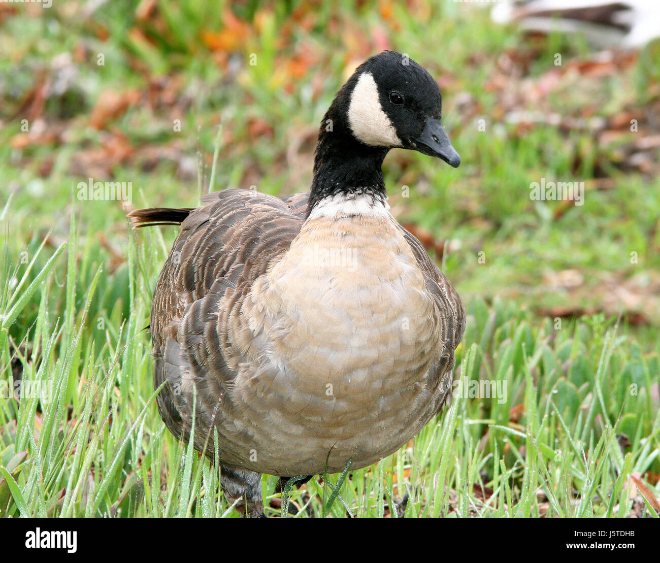 Una fotografia di un'oca da cackling (branta hutchinsii), scattata il 16 marzo 2007 a Sloco, California. L'immagine mostra le caratteristiche distintive del birdâ, come le dimensioni ridotte e la testa nera, comuni nelle zone umide del Nord America. Foto Stock