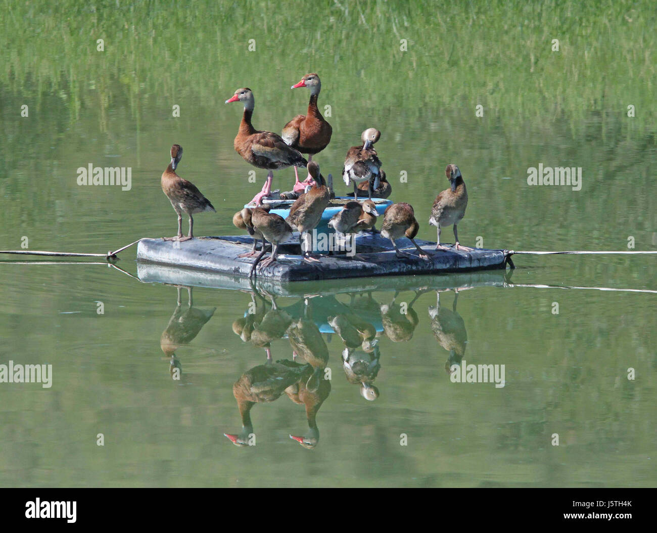Questa immagine mostra un Whistling-Duck con pancia nera, fotografato al Pat Lake State Park in Arizona il 27 agosto 2012. L'uccello è noto per la sua caratteristica pancia nera e il fischietto. Il Pat Lake State Park offre un habitat ideale per gli amanti degli uccelli acquatici e del birdwatching. Foto Stock