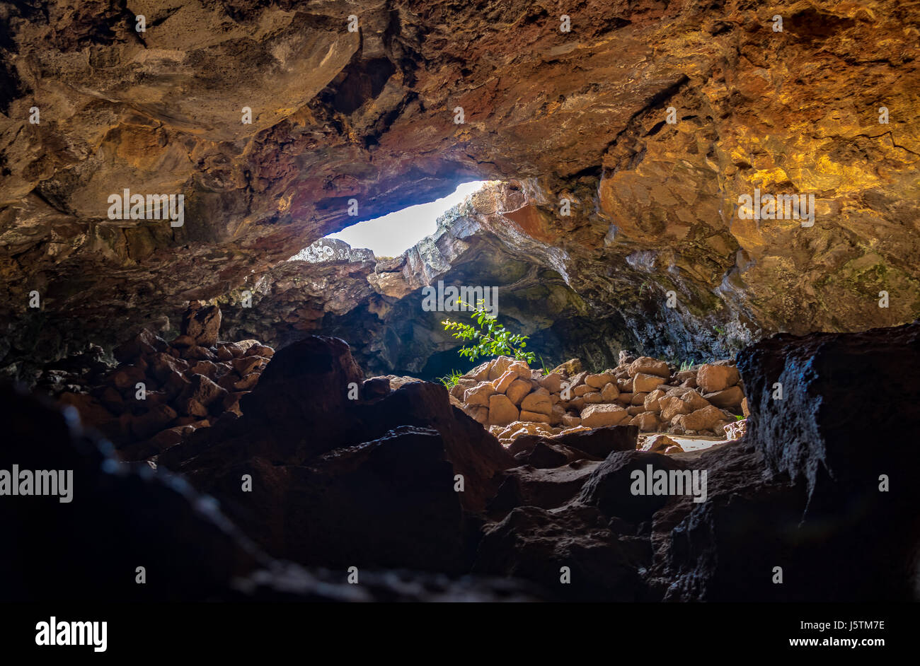 Impianto colpito dalla luce del sole ad Ana Te Pahu grotta - Isola di Pasqua, Cile Foto Stock