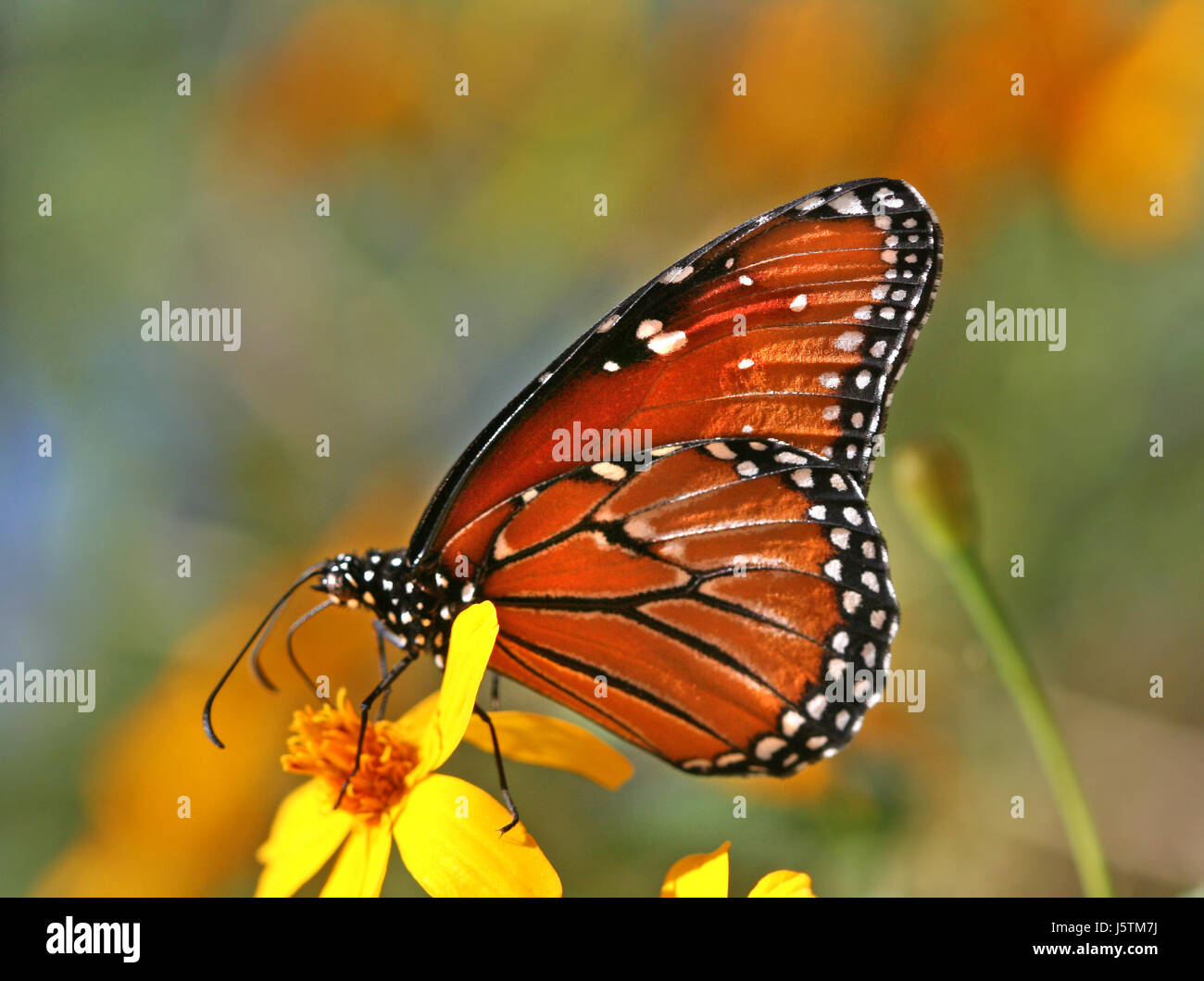 Animali insetti,,butterfly,moth,regina,arancione,Monarch, regina,danaus,danaus gilippus Foto Stock