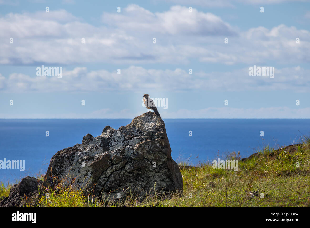 Chimango caracara falcon - Isola di Pasqua, Cile Foto Stock