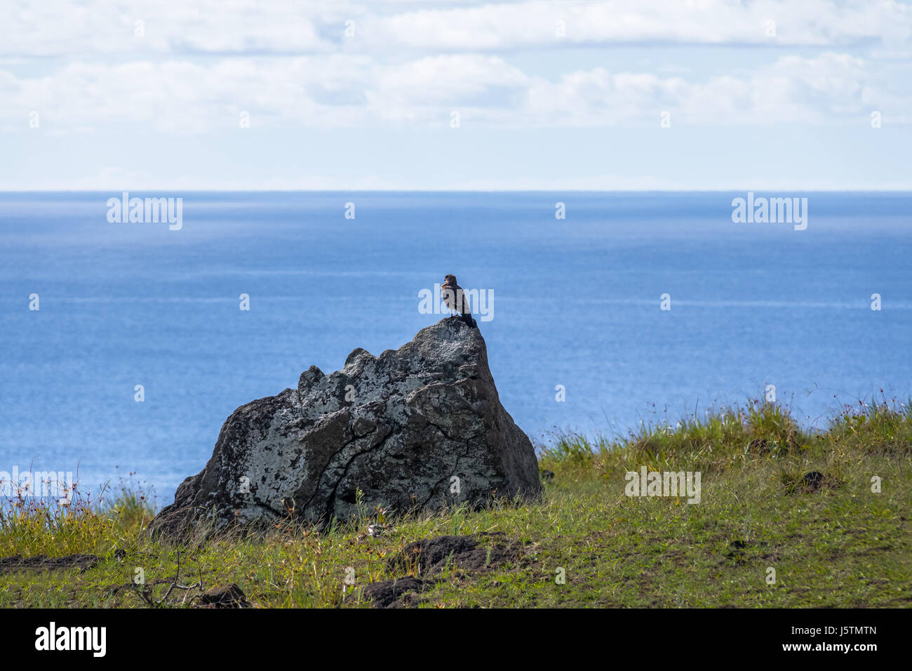 Chimango caracara falcon - Isola di Pasqua, Cile Foto Stock