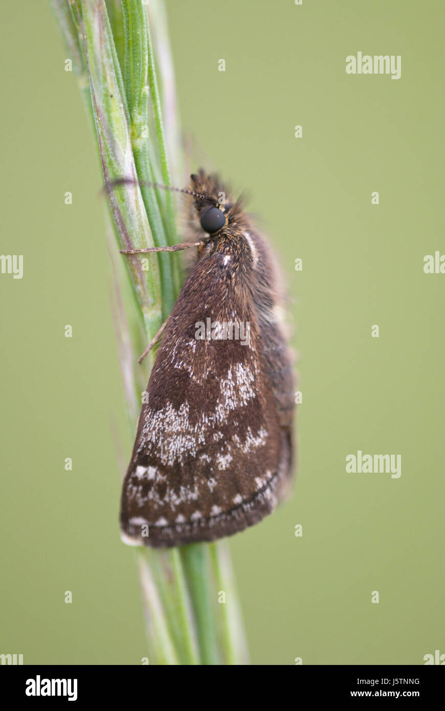 Squallido skipper (Erynnis tages), una farfalla della famiglia Hesperiidae. Vista laterale di close-up. Foto Stock