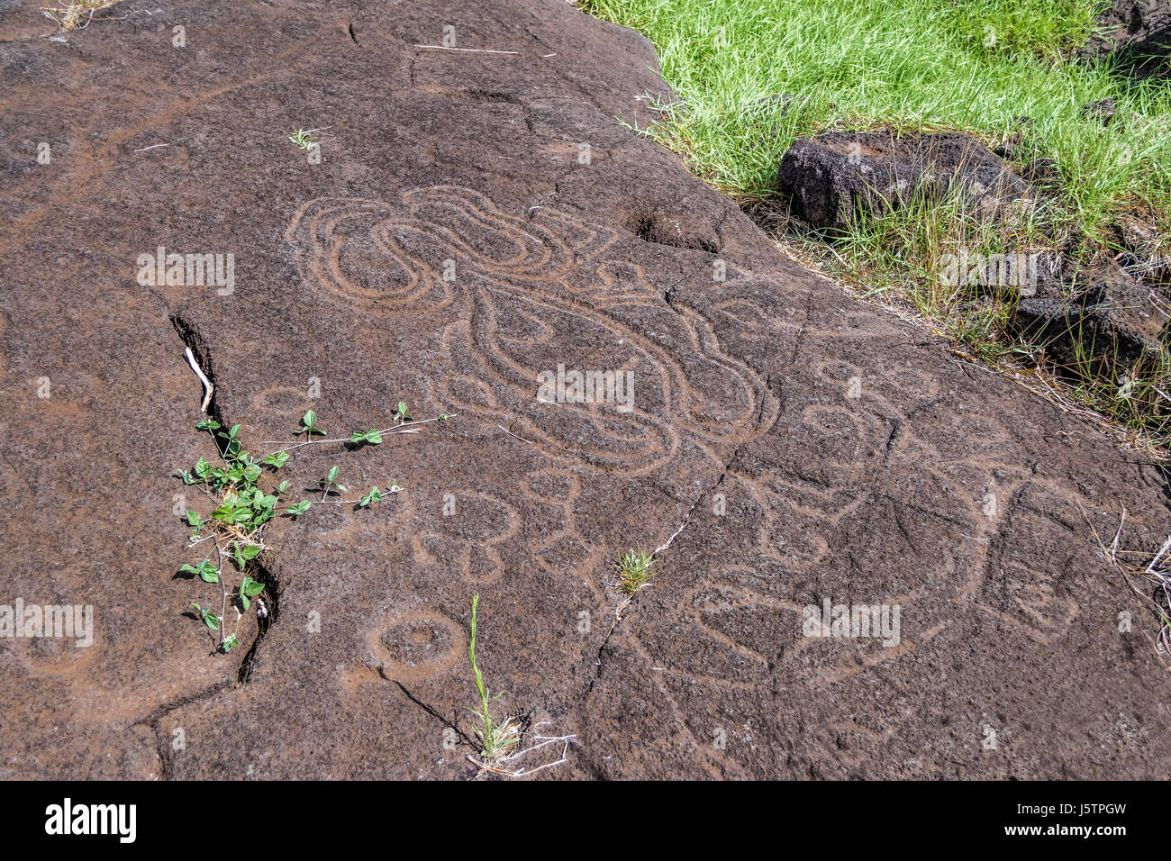Papa Mangai Petroglyph intagli a Papa Vaka sito - Isola di Pasqua, Cile Foto Stock