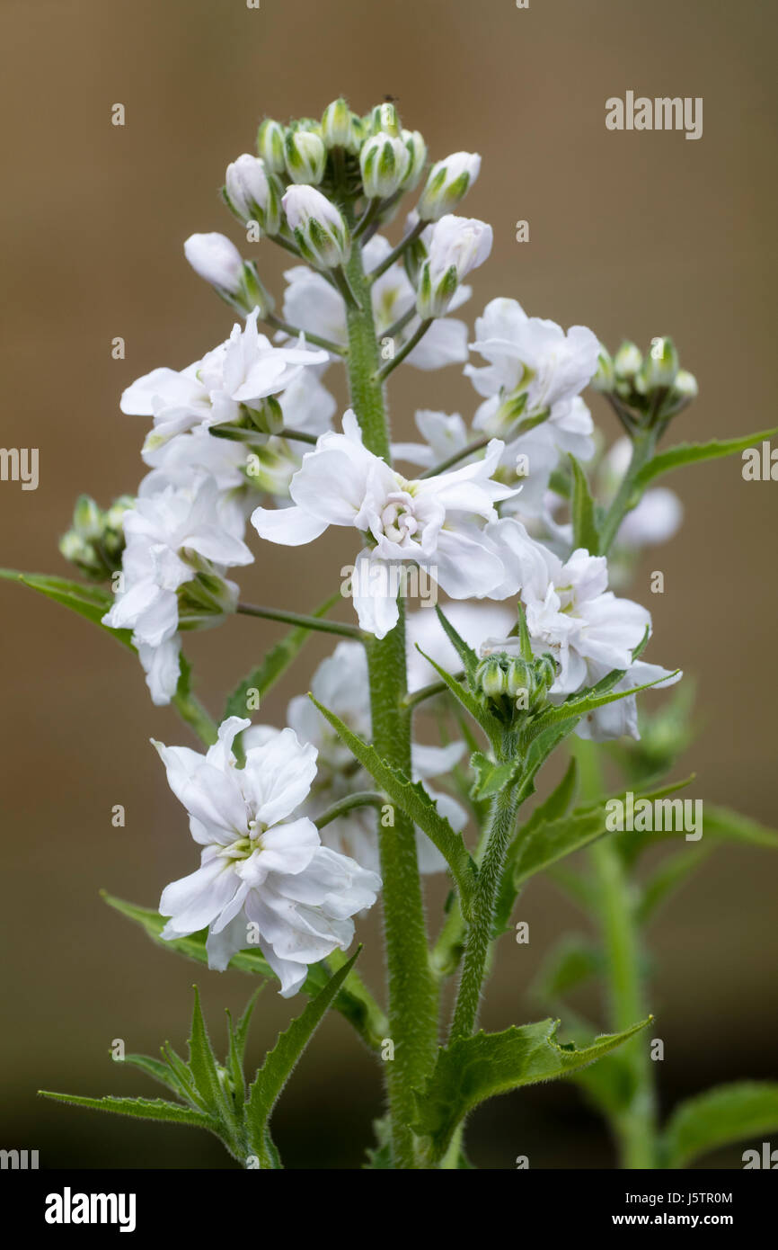 Doppio bianco fiorito forma di Hardy, Garden Cottage preferito, sweet rocket, Hesperis matrionalis 'Alba Plena' Foto Stock