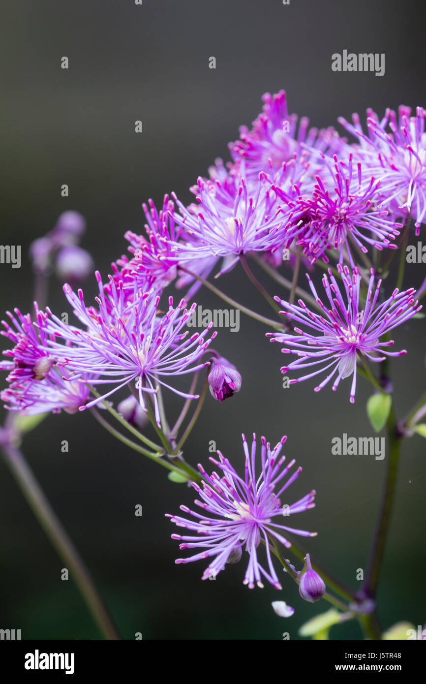 Fiori Powderpuff nella testa dell'ardito perenne meadow rue, Thalictrum aquilegiifolium "calze nero' Foto Stock