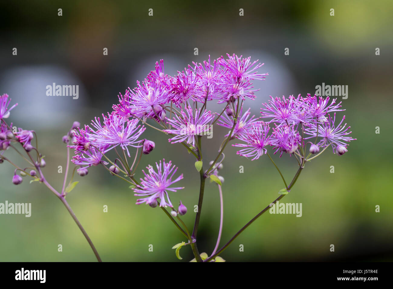 Fiori Powderpuff nella testa dell'ardito perenne meadow rue, Thalictrum aquilegiifolium "calze nero' Foto Stock