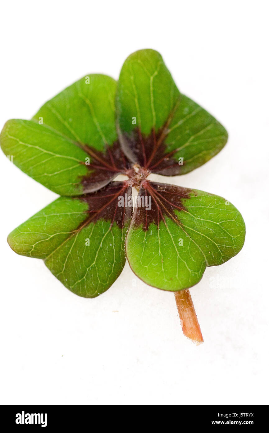 Macro Close-up di ammissione macro vista ravvicinata verde opzionale quattro vene di ricerca Foto Stock