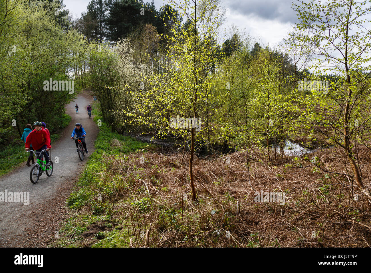 Escursioni in bicicletta nella foresta Delamere, Cheshire Foto Stock