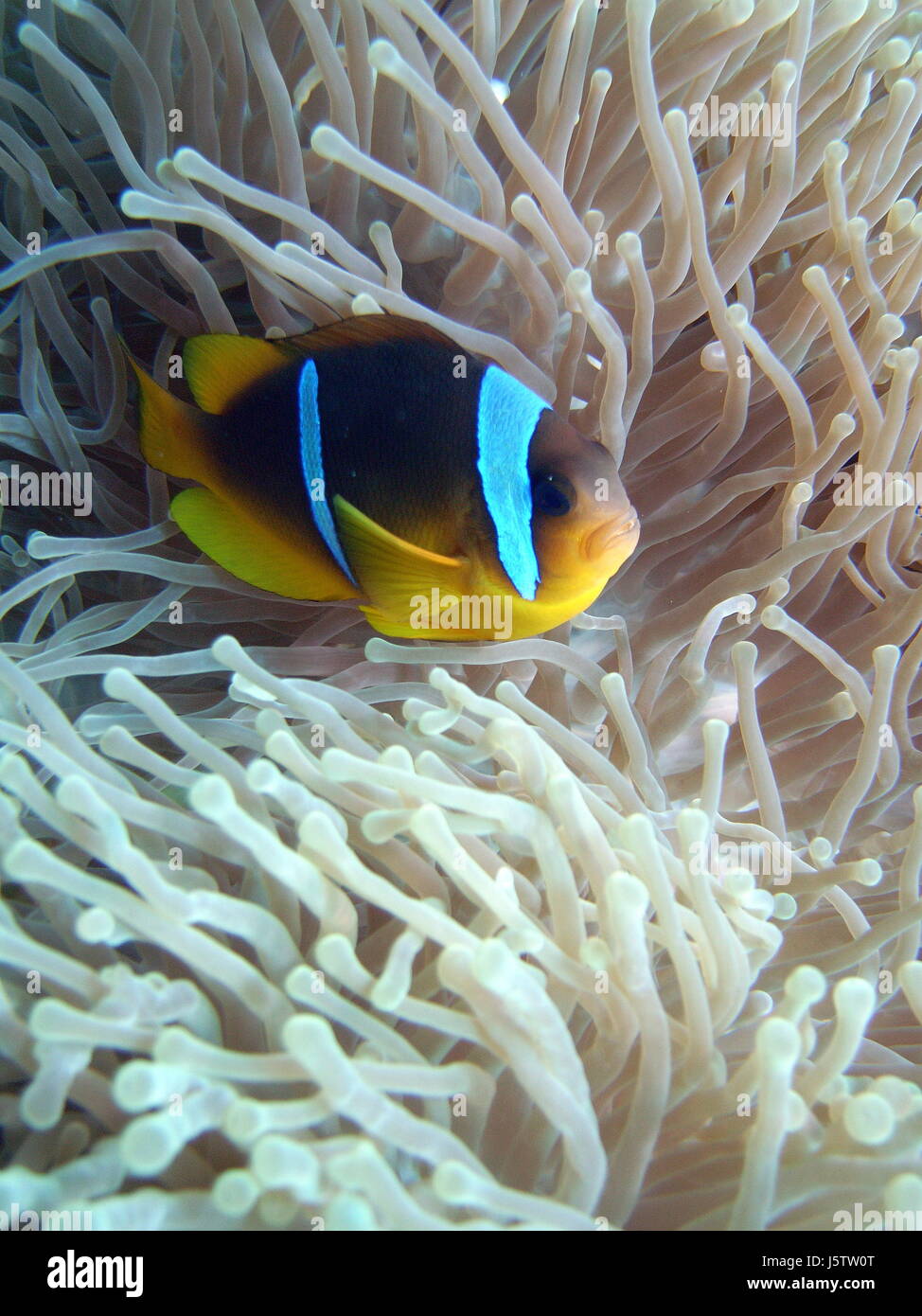 Dive Snorkeling egitto dive snorkeling anemone nemo ortica clownsfisch Rotes Meer Foto Stock