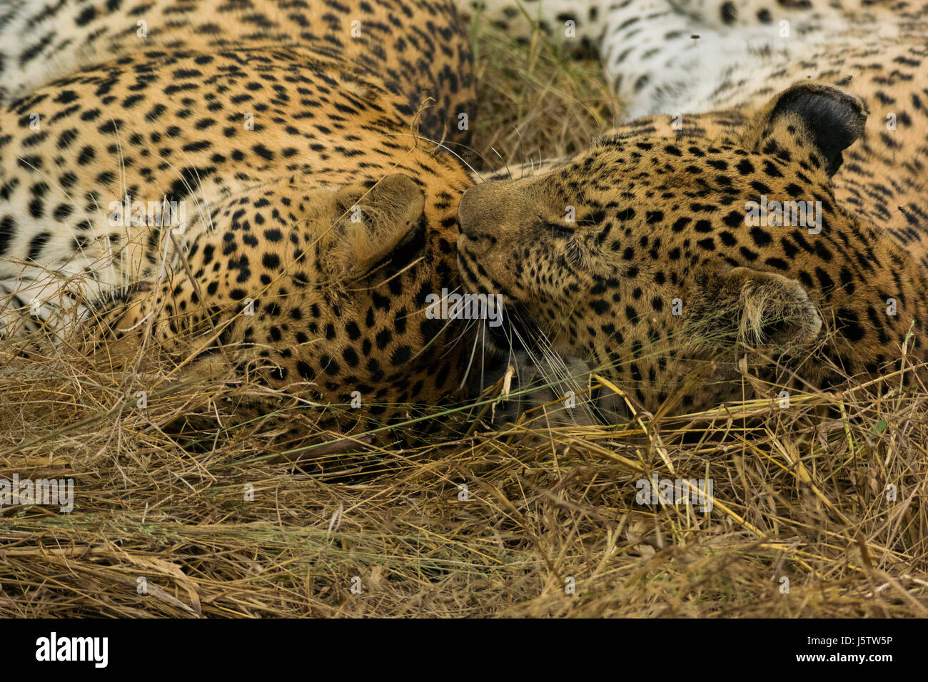 Leopard femmina con i suoi due anni di cub giocando in Chitabe area del Delta dell'Okavango in Botswana Foto Stock