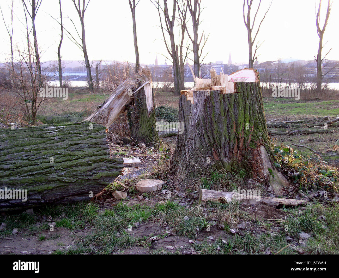 Caduta di alberi di pioppo strappo marcio giù natura albero rotto alberi caduta di legno di pioppo Foto Stock