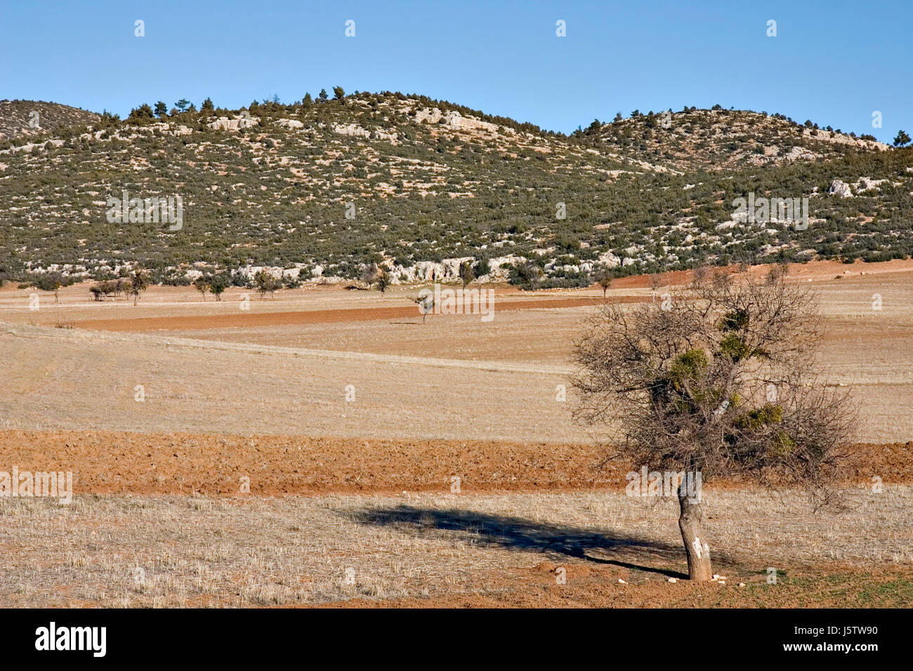 L'agricoltura,Turchia Foto Stock