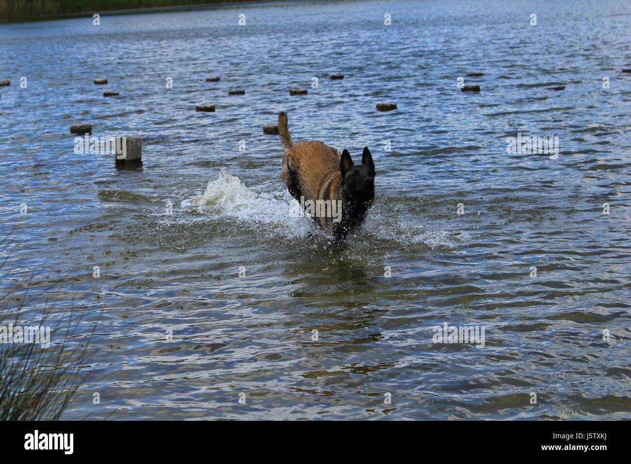 Pastore belga malinois cane Foto Stock