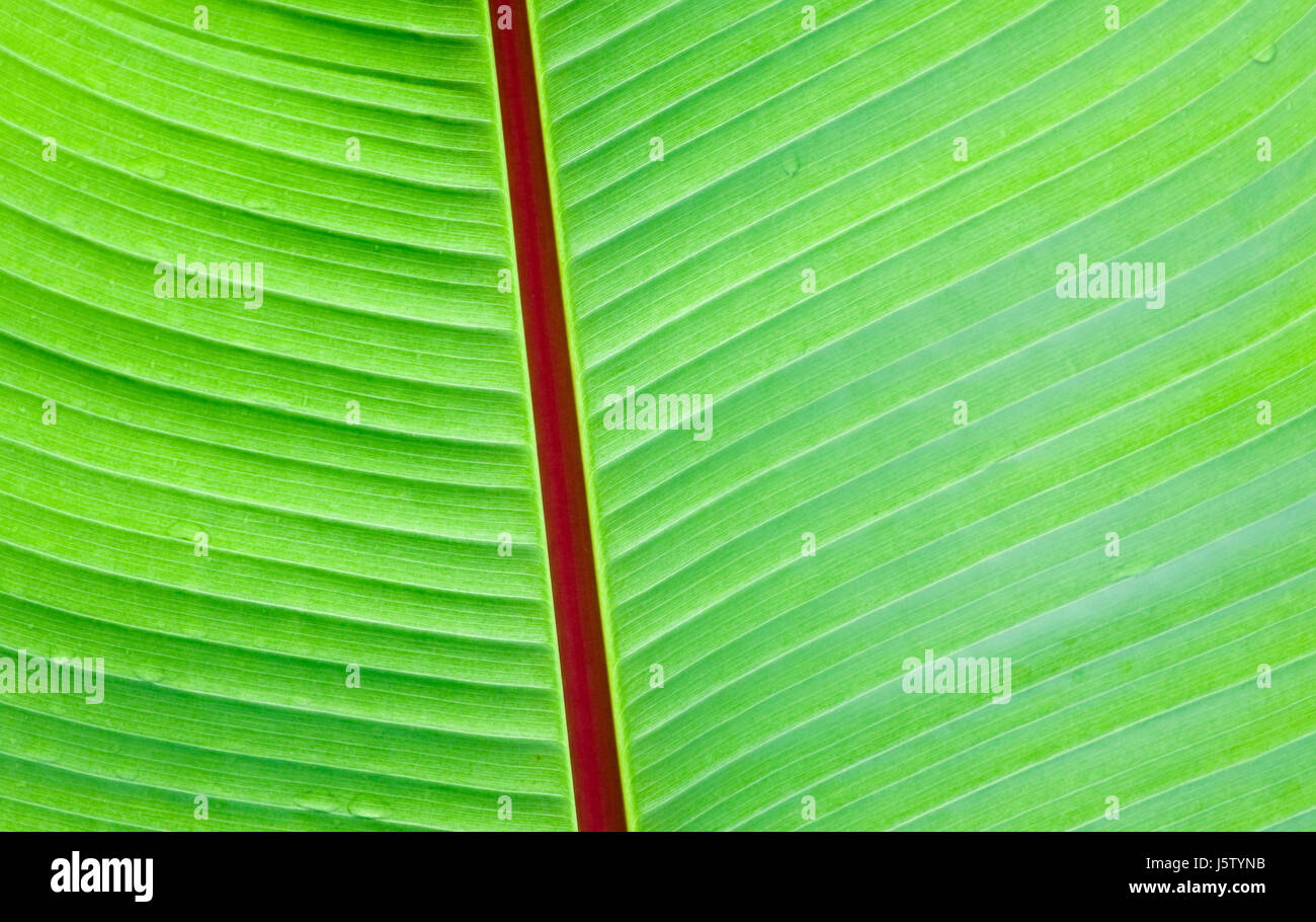 Verde foglia Palm tree tropical banana leaf leaf vegetali ambiente ambiente Foto Stock