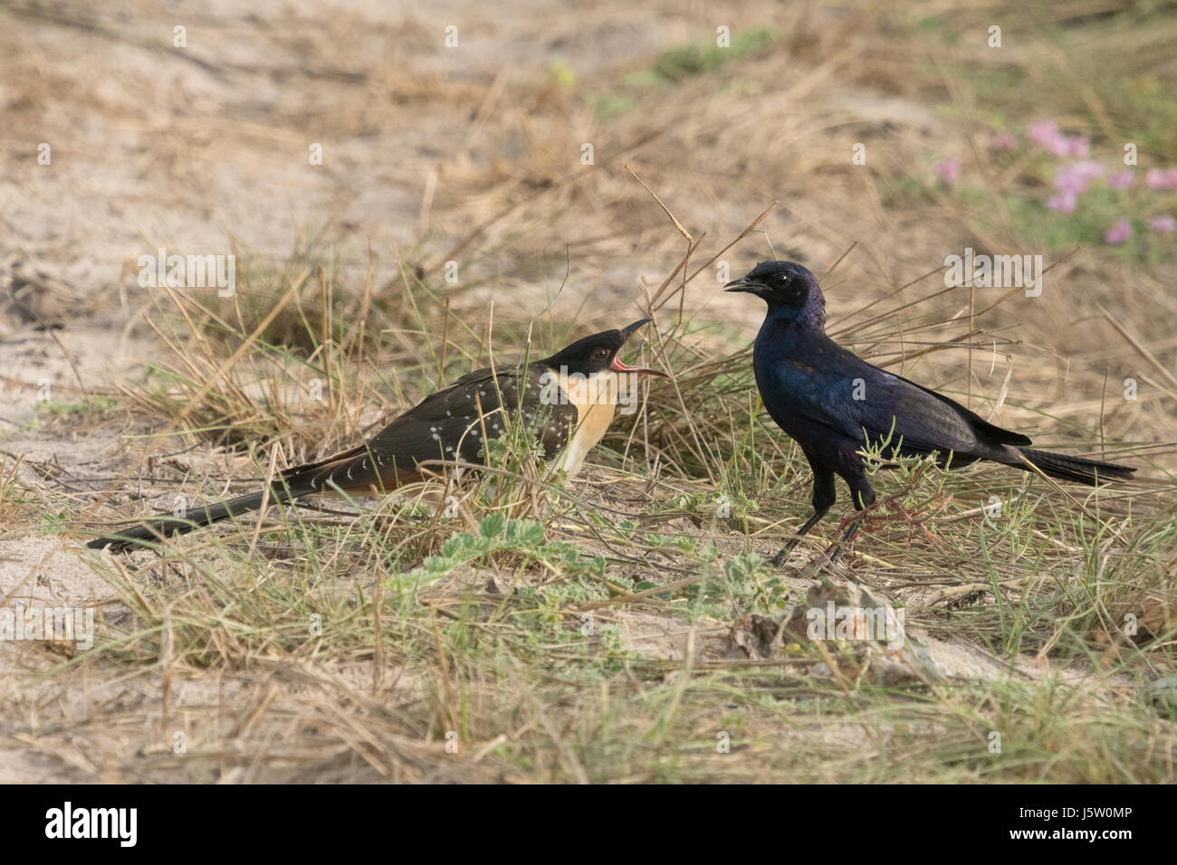 Long Tail starling (Lamprotornis caudatus) alimentazione grande cuculo maculato (Clamato glandarius) Foto Stock