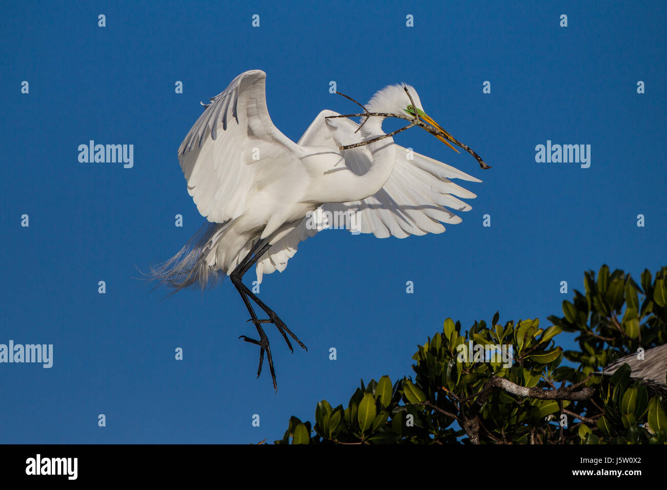 Airone bianco in allevamento piumaggio arriva al posatoio Foto Stock