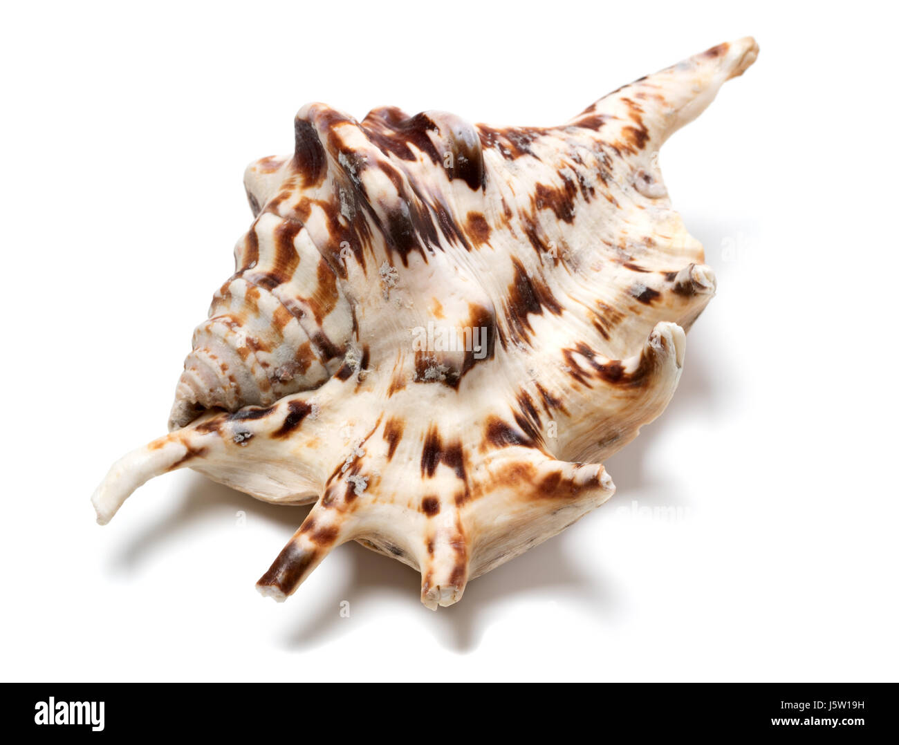 Strombidi tiger shell isolata su sfondo bianco. Vista ravvicinata. Foto Stock