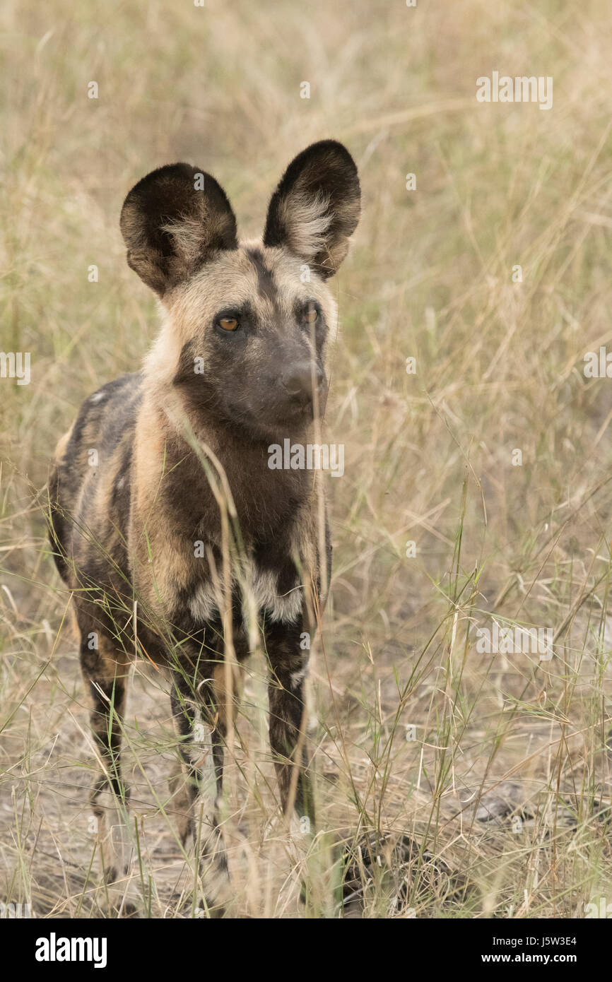 Capo Caccia cani noto anche come African cani selvatici la riproduzione e la caccia di Okavango Delta Botswana Foto Stock