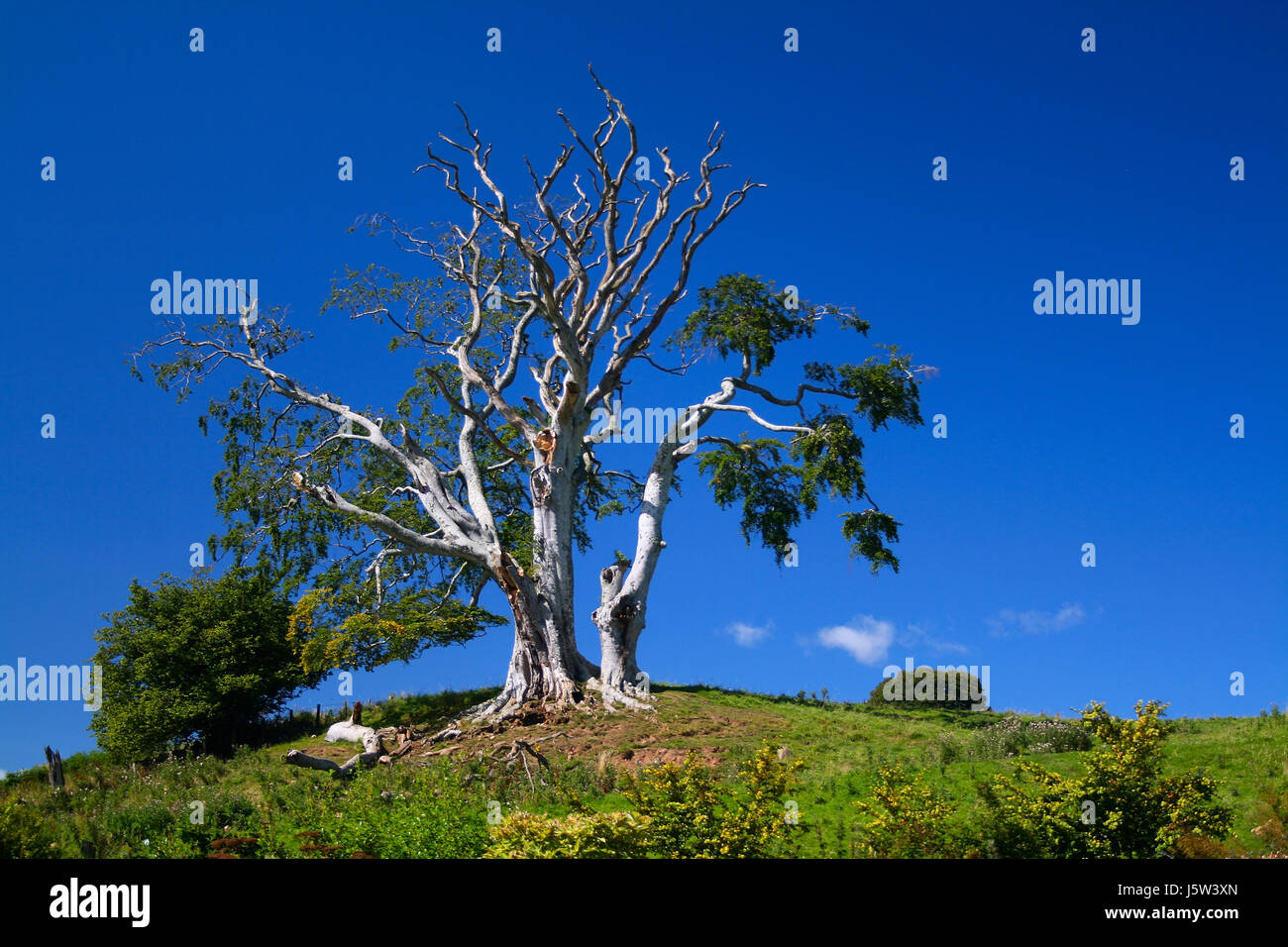 Blue Tree wood estate secca summerly essiccato fino sterile firmamento cielo blu di natura Foto Stock