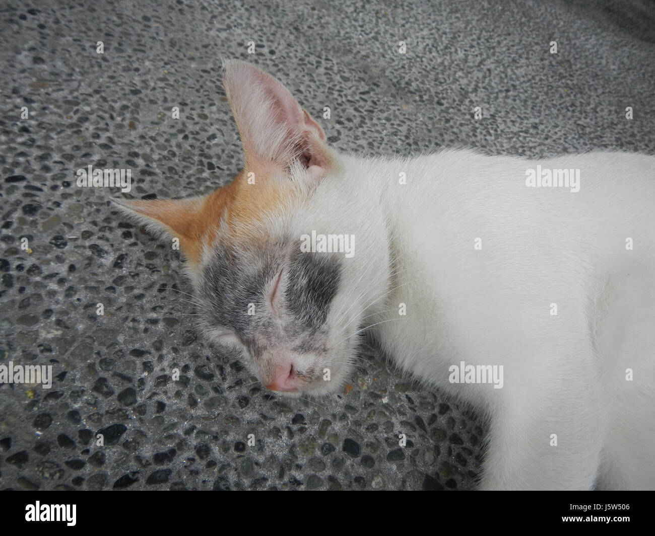 Una fotografia della scuola elementare Barangay Poblacion nella città di Mandaluyong. L'immagine cattura l'esterno della scuola in un ambiente urbano, evidenziando l'architettura educativa locale. Foto Stock