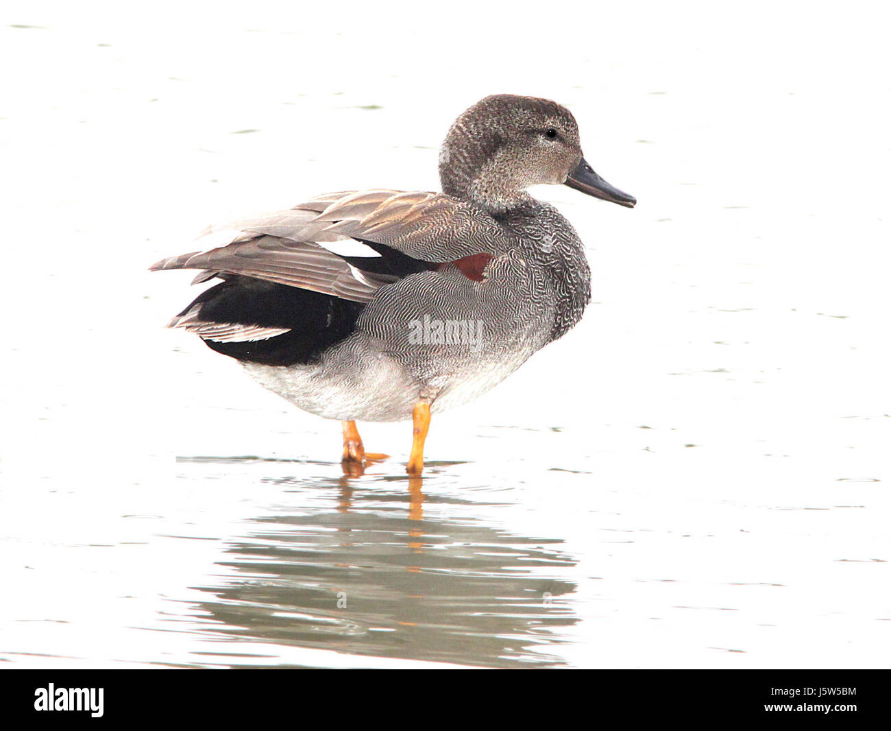 024 - CANAPIGLIA (2-27-12) estero llano grande, weslaco, TX (8711820348) Foto Stock