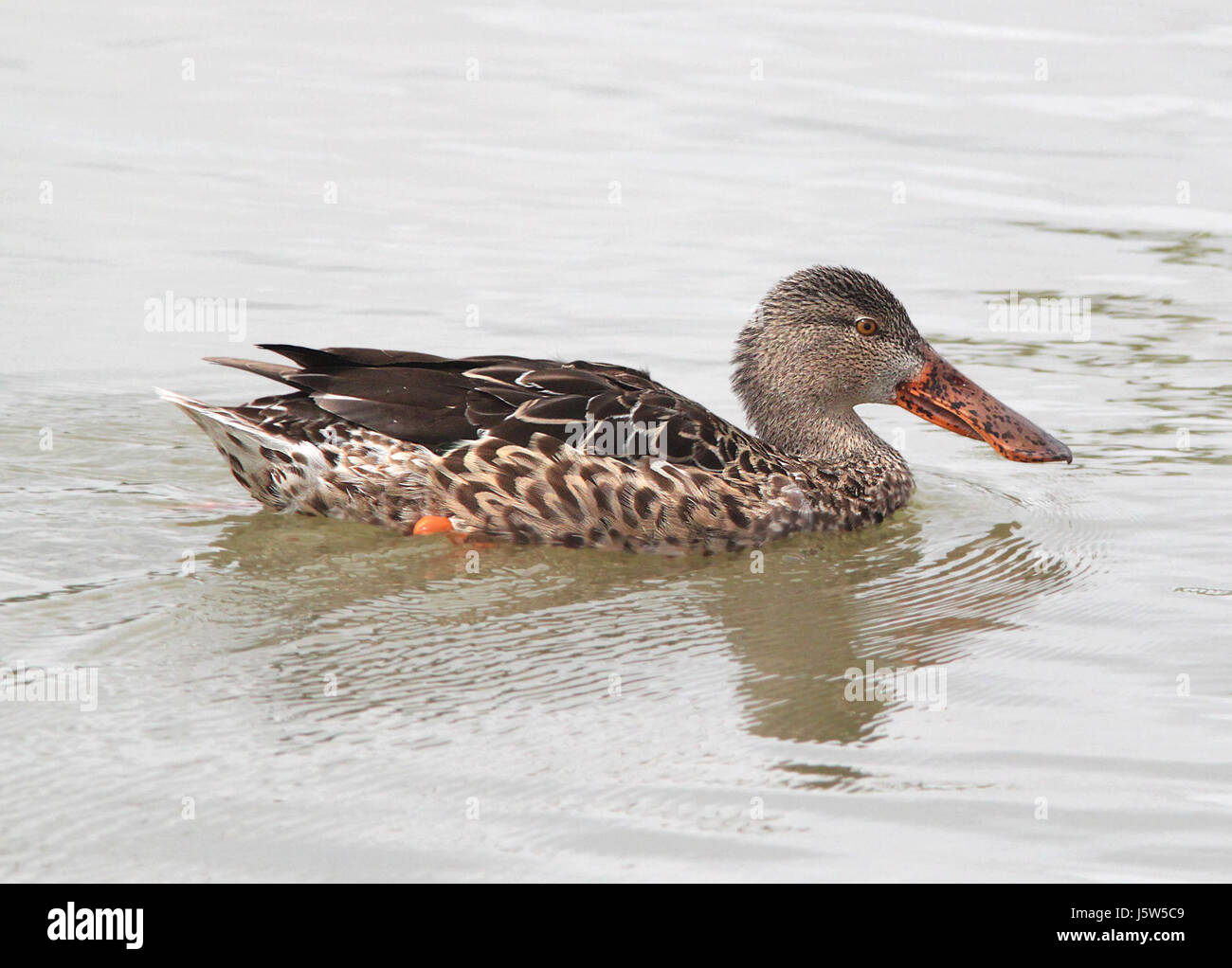 034 - NORTHERN MESTOLONE (2-27-12) estero llano grande, weslaco, TX (2) (8712329876) Foto Stock