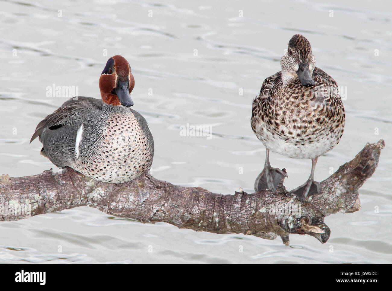 039 - verde-WINGED TEAL (2-27-12) estero llano grande, weslaco, TX (3) (8713316751) Foto Stock