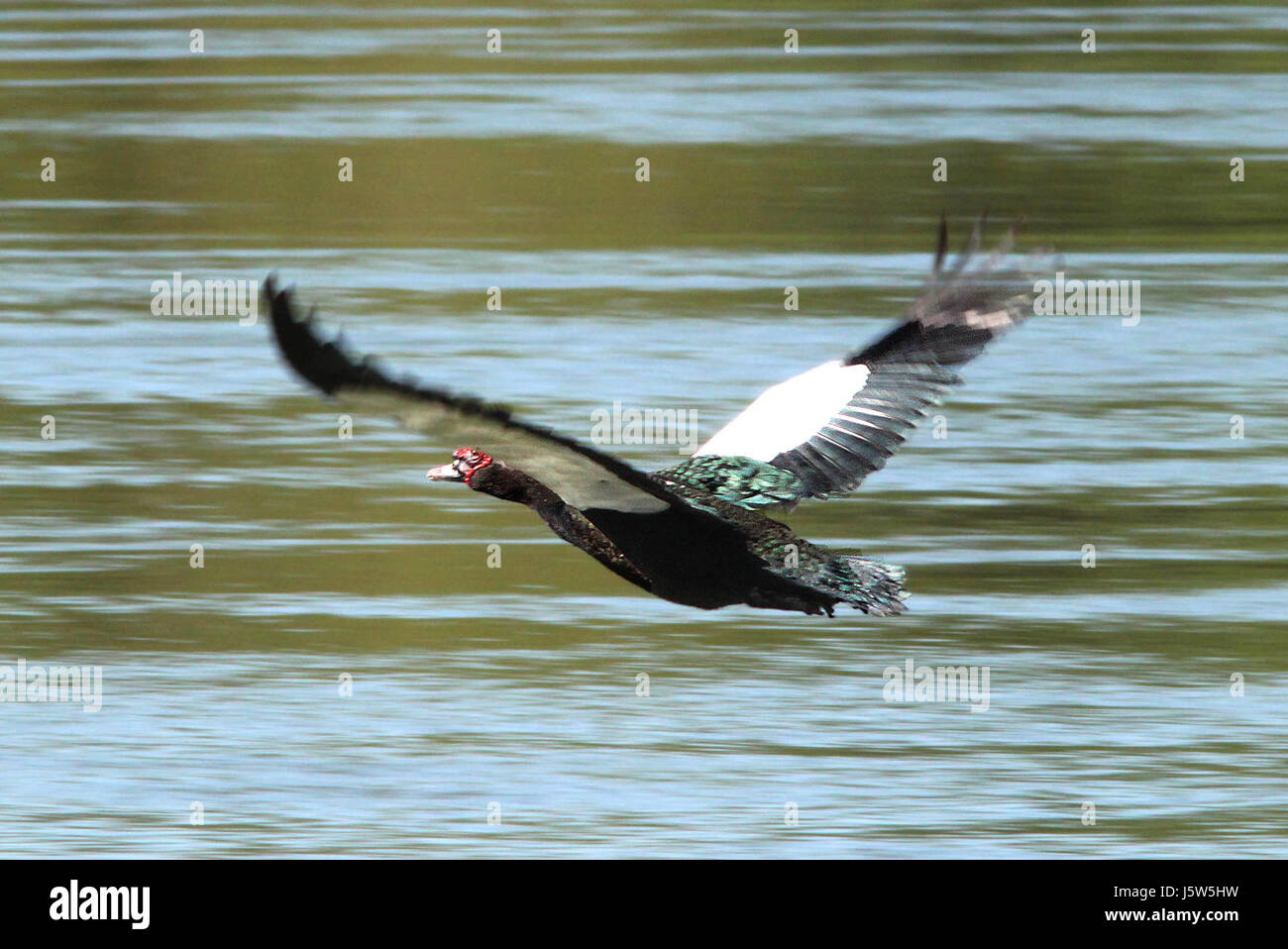 Immagine di un'anatra moscovita, scattata a Salineno, Texas, il 22 aprile 2012. L'anatra moscovita è nota per il suo aspetto distintivo e si trova comunemente in varie parti del Nord e del Sud America. Foto Stock