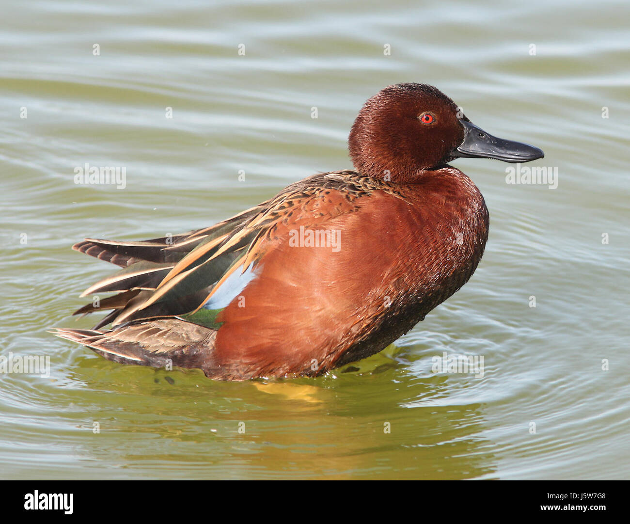 033 - cannella TEAL (3-26-13) mustang island, nueces co, TX (4) (8712315782) Foto Stock