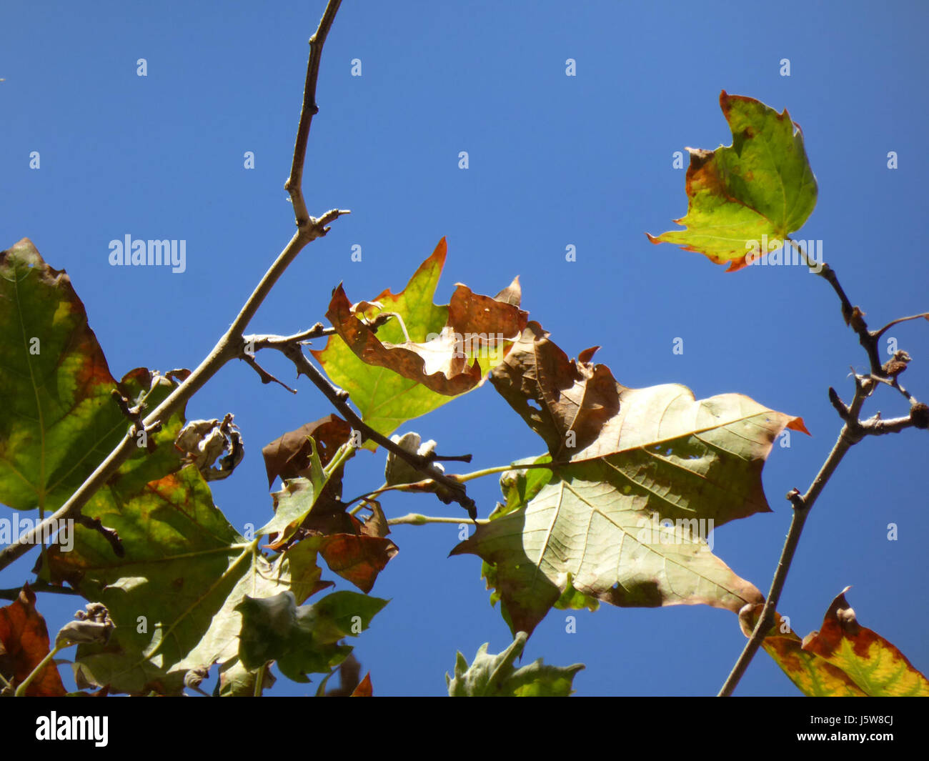 '012 Barcelona Blaetter' è una pubblicazione che mostra il significato architettonico e culturale di Barcellona, con edifici chiave, design urbano e monumenti storici. Foto Stock