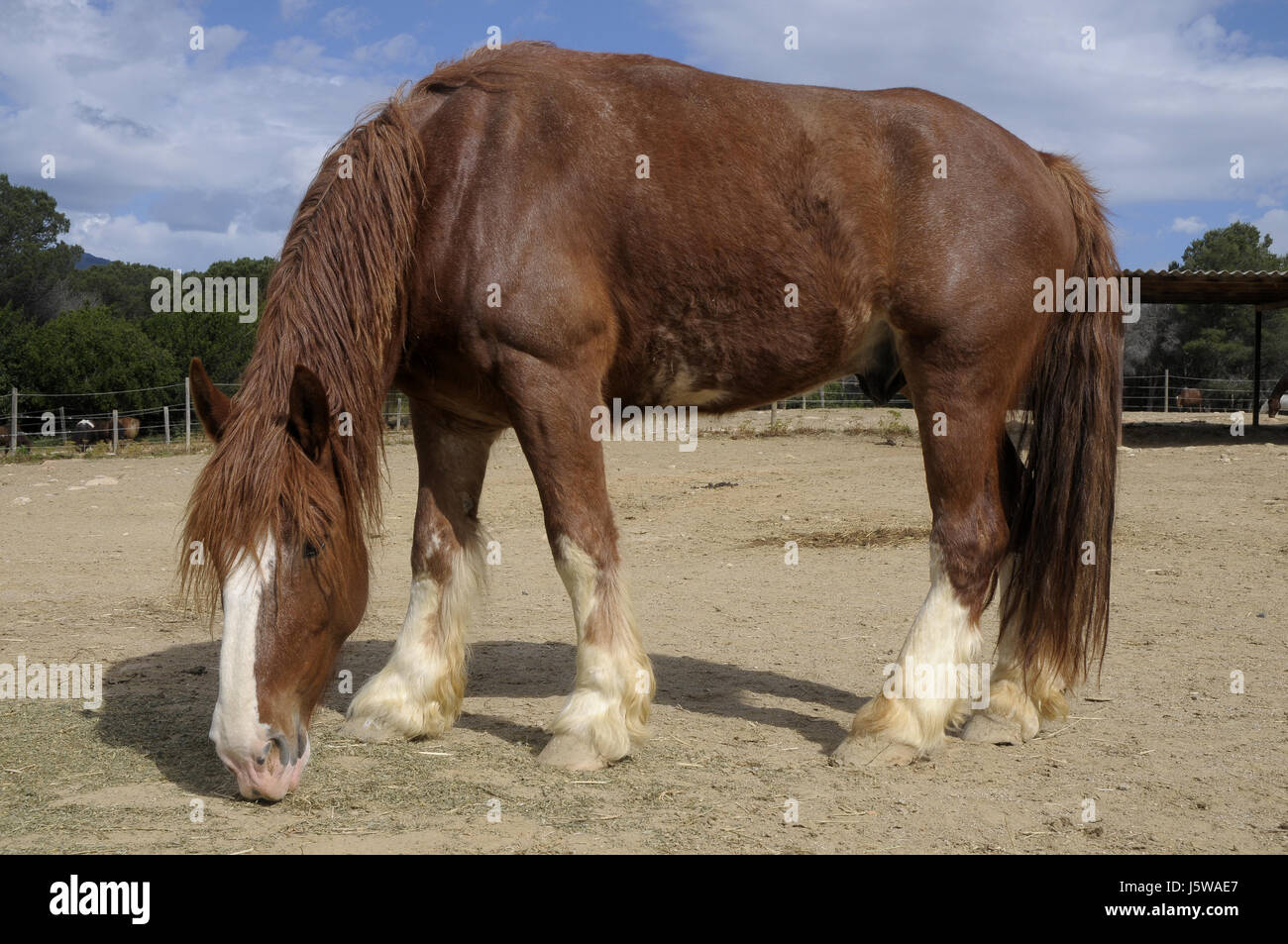I cavalli. HAPPY HORSE, equitazione naturale spazio a Montseny, Catalogna, Spagna. Foto Stock