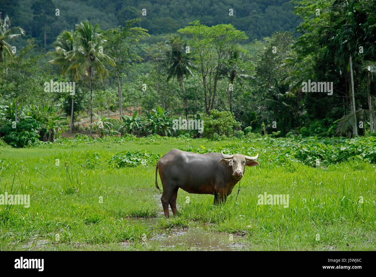 Idilliaco buffalo vasto profusa notevole fecondo di grandi quantitativi di Foto Stock