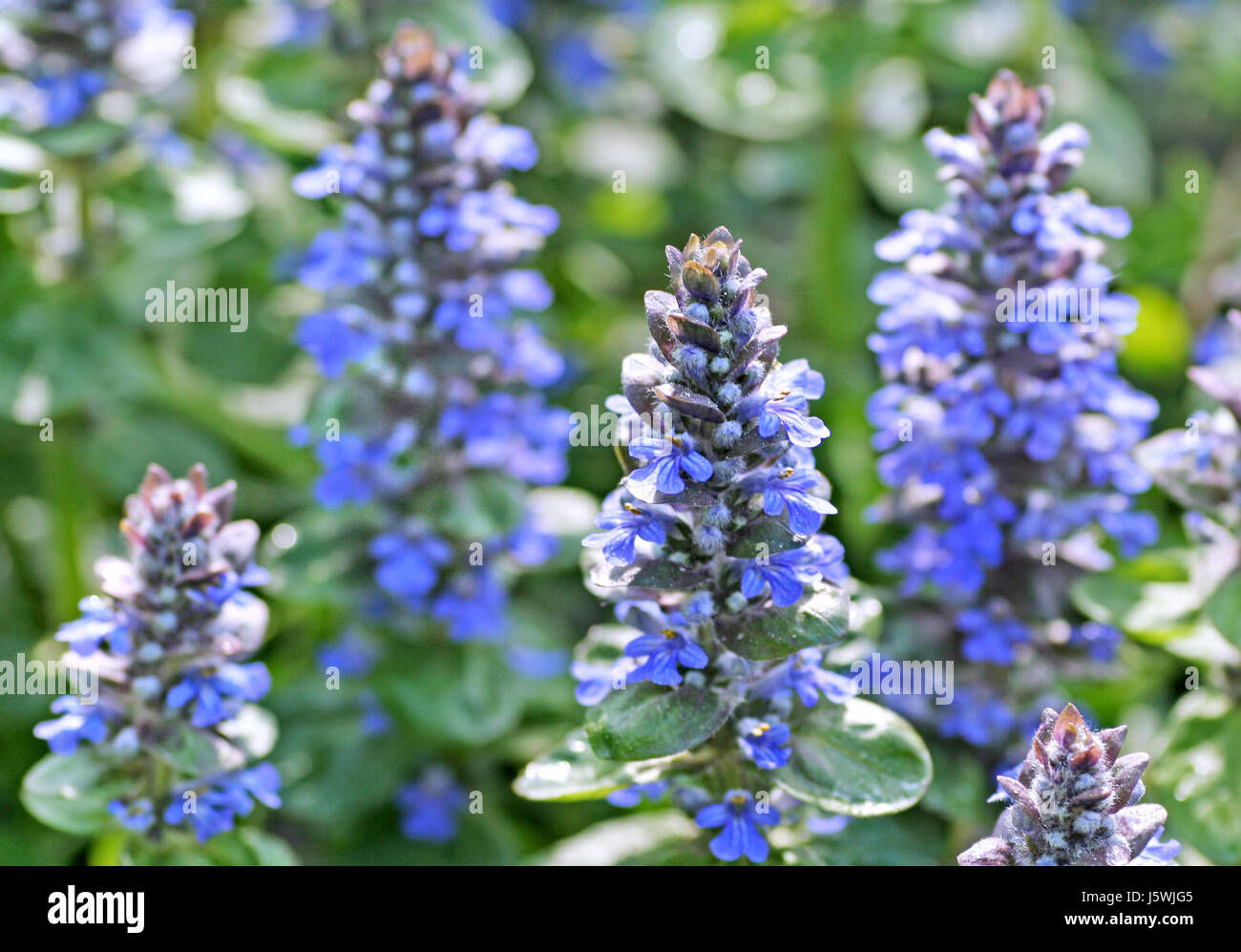 Blu fiore pianta bloom blossom fiorire rigogliosa pianta medicinale blu Foto Stock