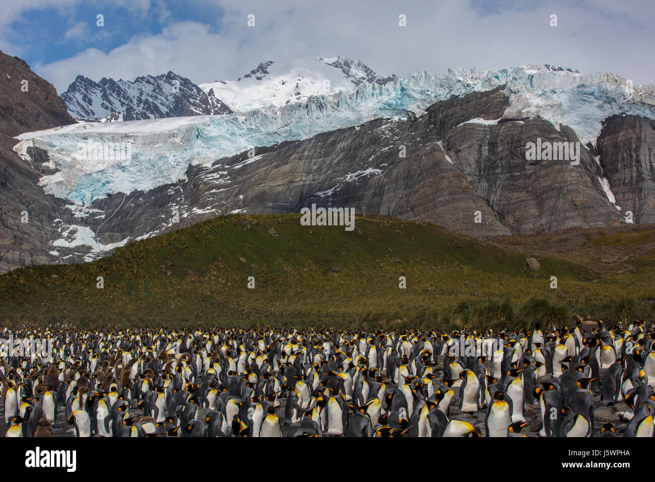 Re colonia di pinguini su una montagna ghiacciate, a oro Harbour, Georgia del sud Foto Stock