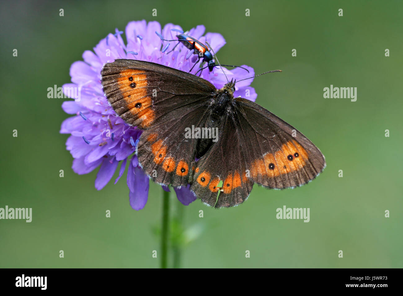 Gli insetti di piante e fiori scarabeo a farfalla insetto animale Piante e fiori farfalla Foto Stock