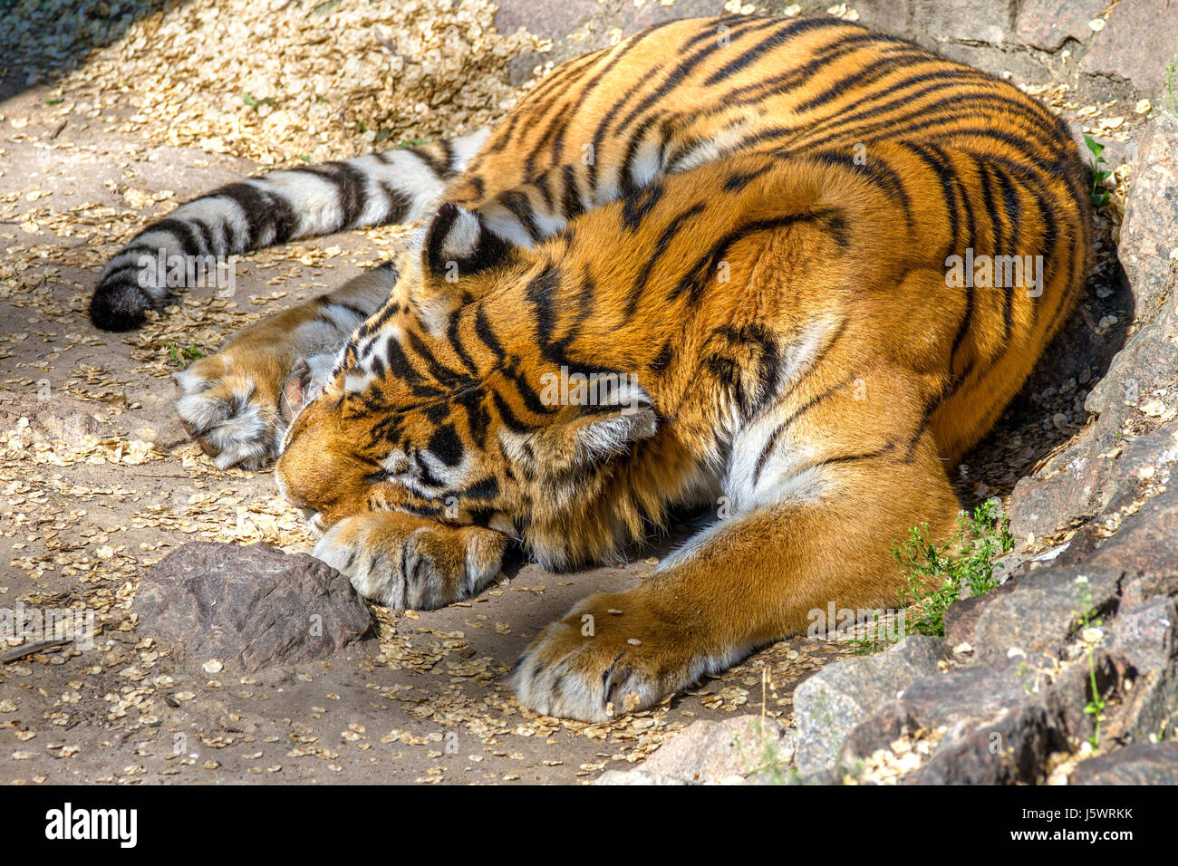 Immagine di animali selvatici striped predator tigre di Amur addormentato Foto Stock