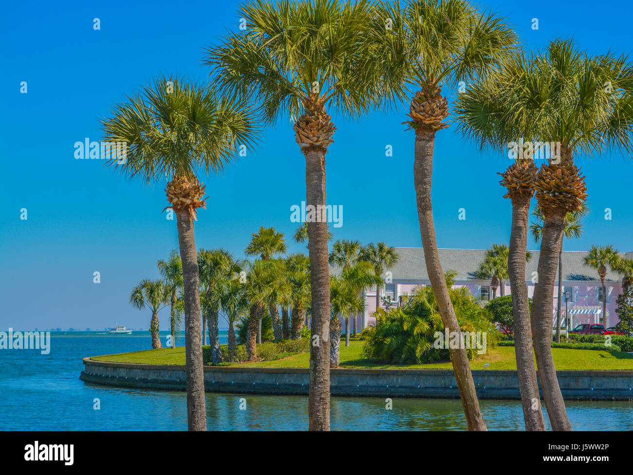 Palme tranquilla sulla Baia di Tampa in St Petersburg, in Florida. Foto Stock
