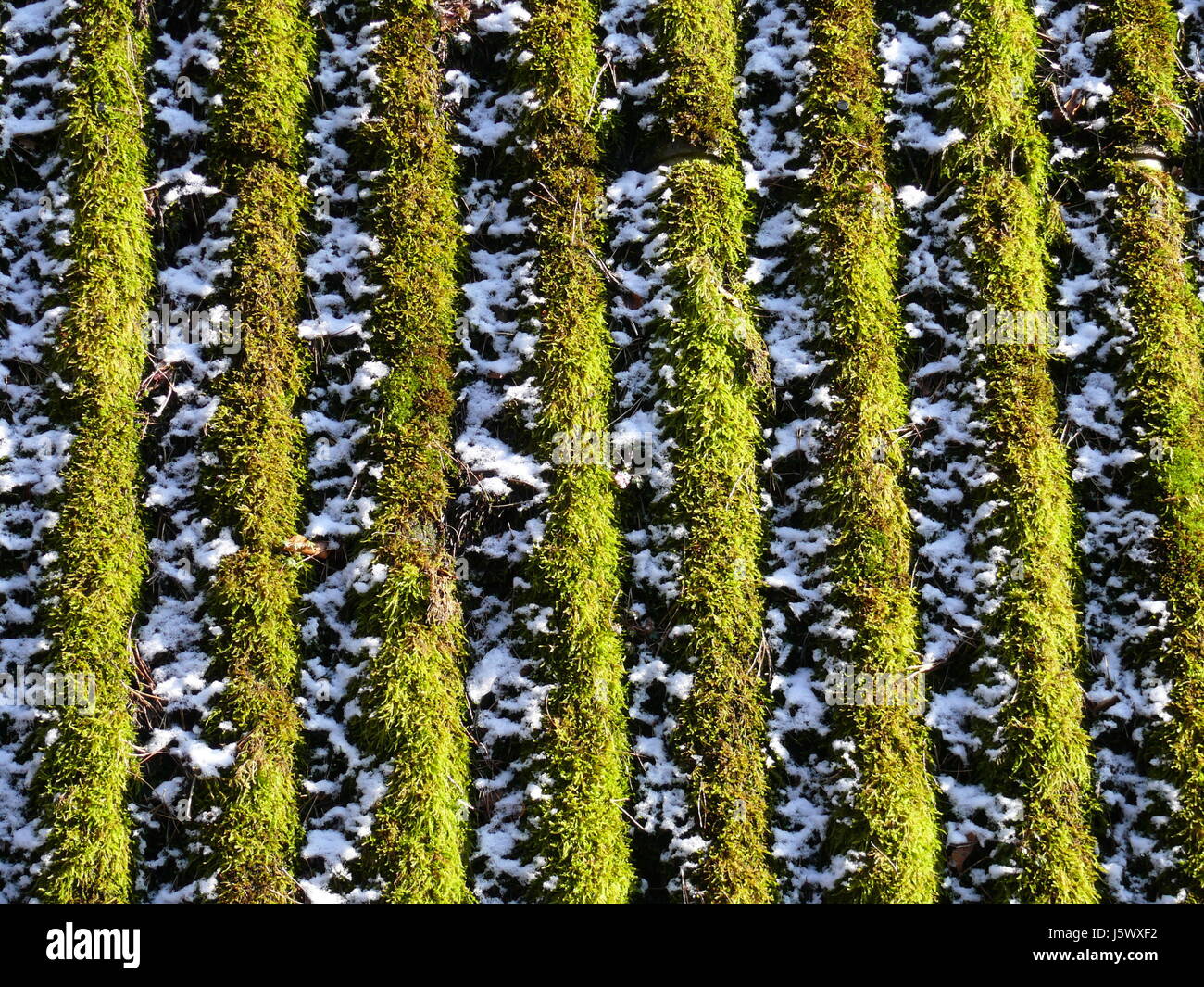 Green campo vuoto europeo diagonale caucasica orizzontale di forma a ponte moss Foto Stock