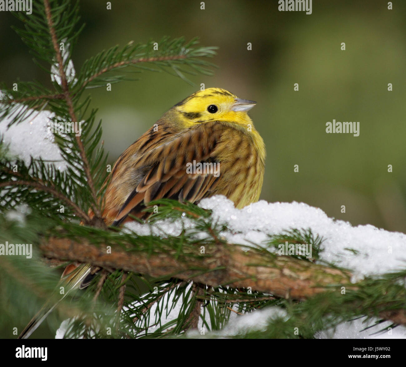 Uccello canto degli uccelli-uccello giallo bobolinks goldammer goldammer emberiza Foto Stock